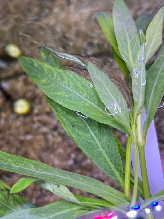 Hygrophila Odora