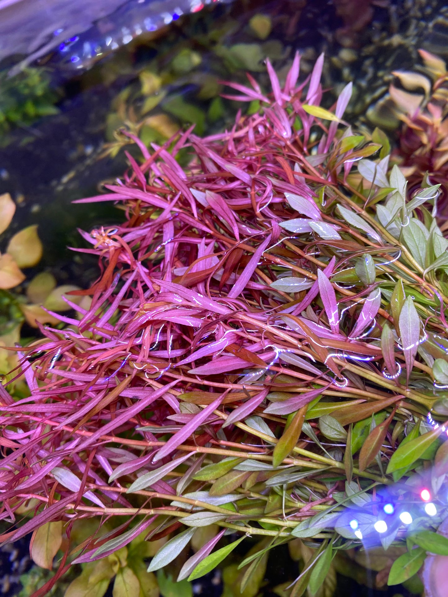 Ludwigia Arcuata