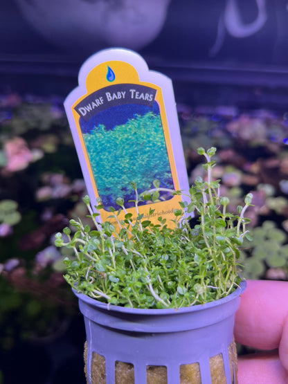 Dwarf Baby tears (Potted)