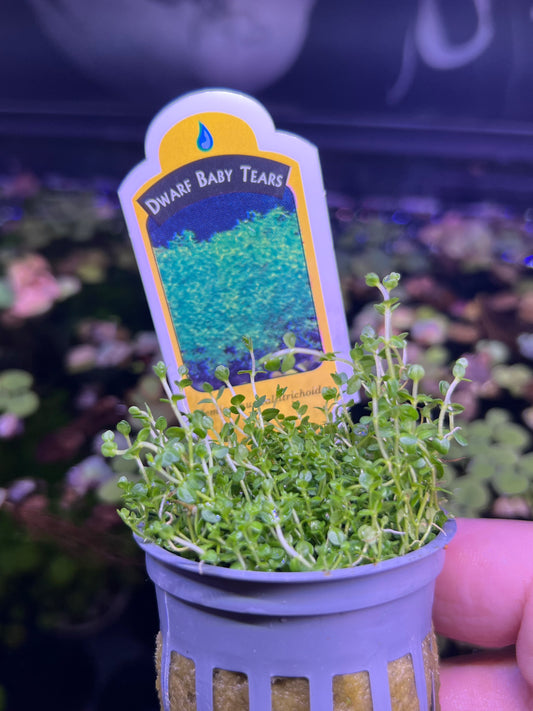 Dwarf Baby tears (Potted)
