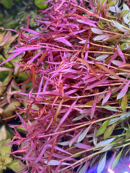 Ludwigia Arcuata