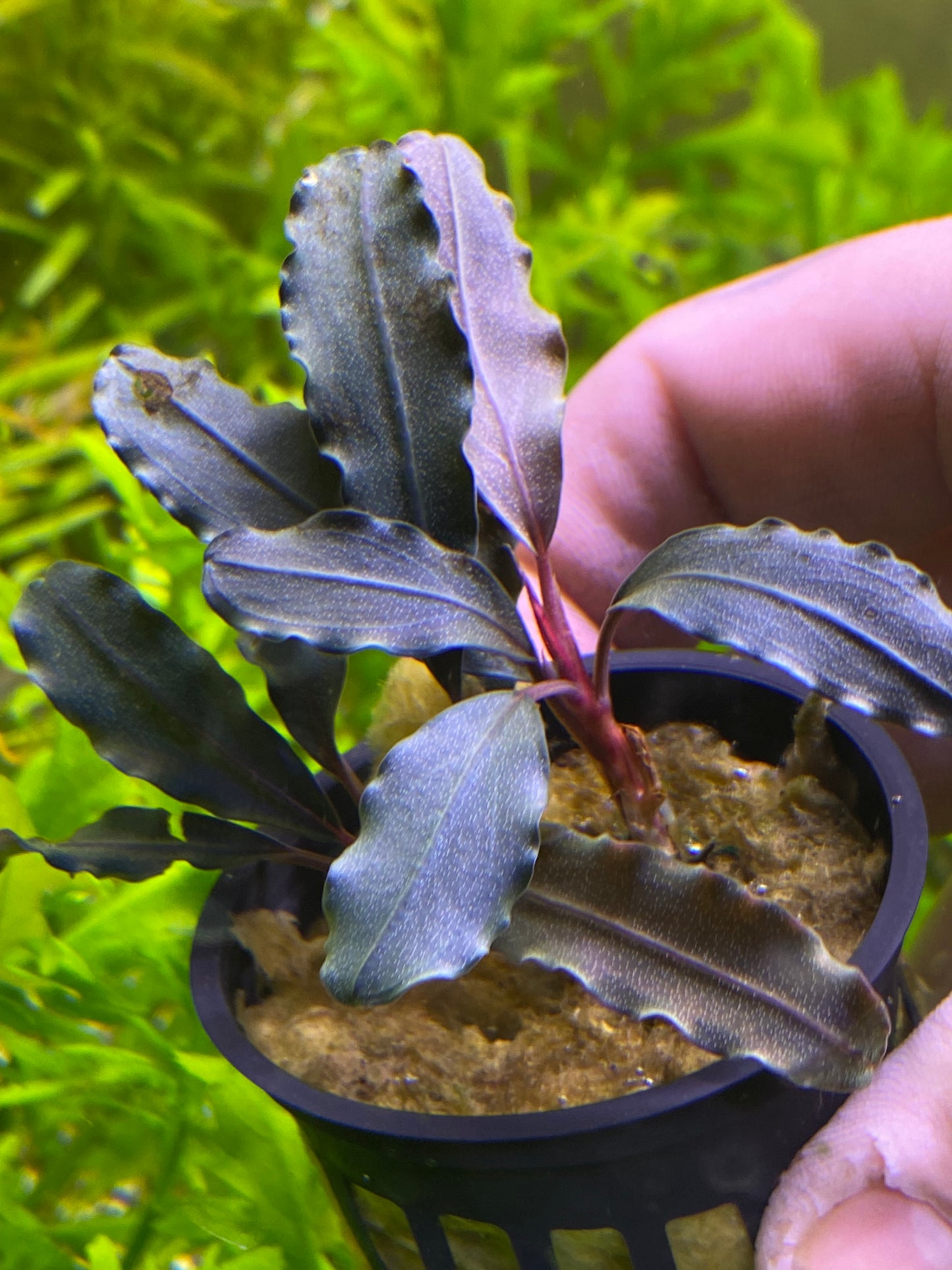 Bucephalandra Godzilla