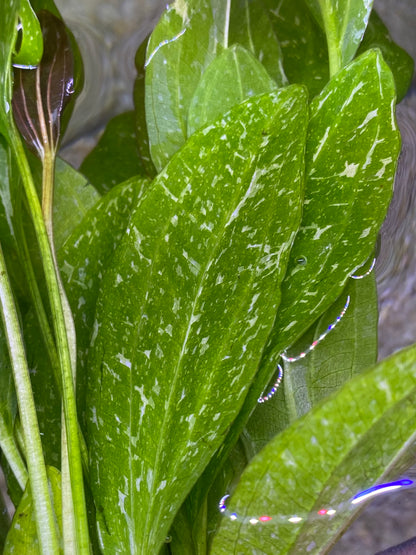 Sparkle Rose Sword (Echinodorus “rose” Sparkle)