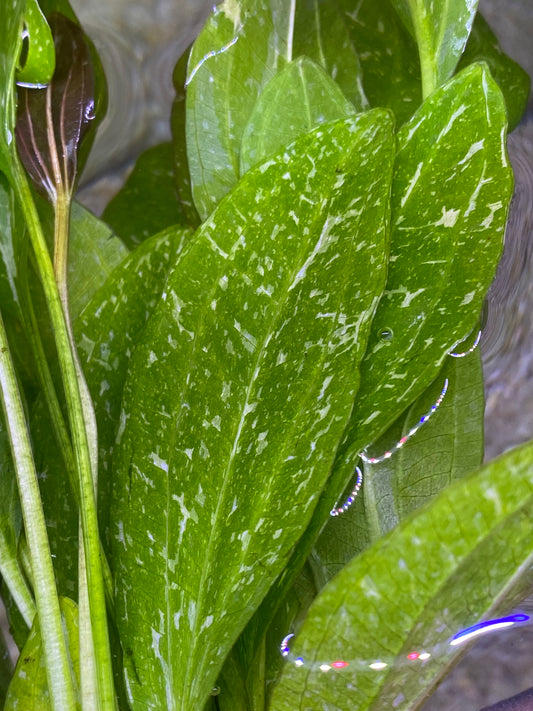 Sparkle Rose Sword (Echinodorus “Rose” Sparkle)