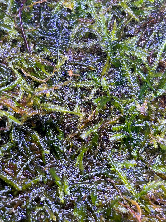 Flame Moss