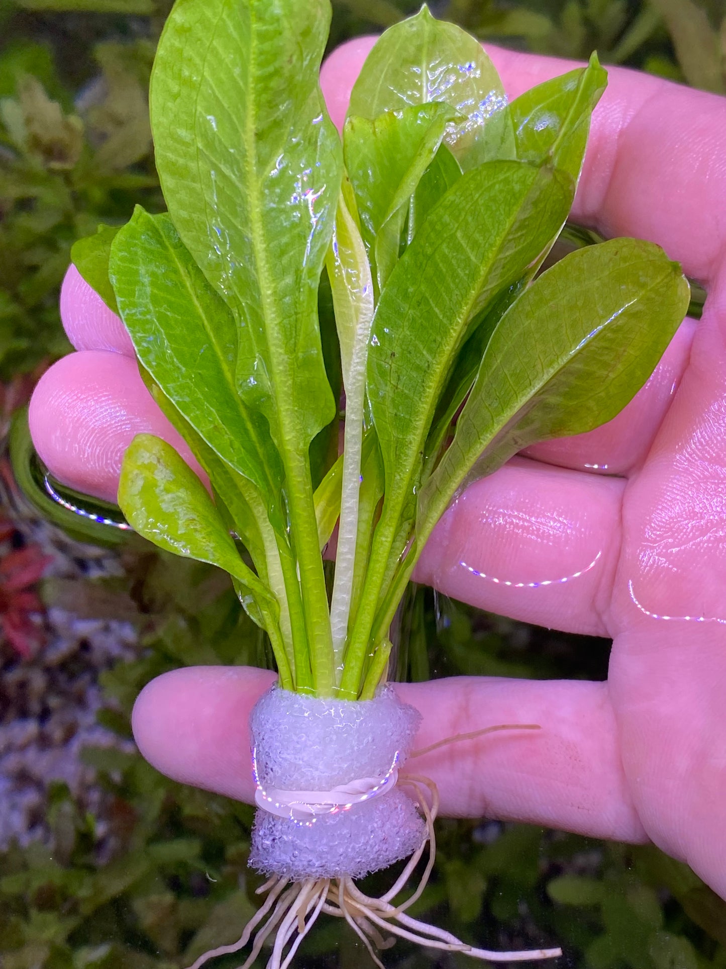 Echinodorus parviflorus