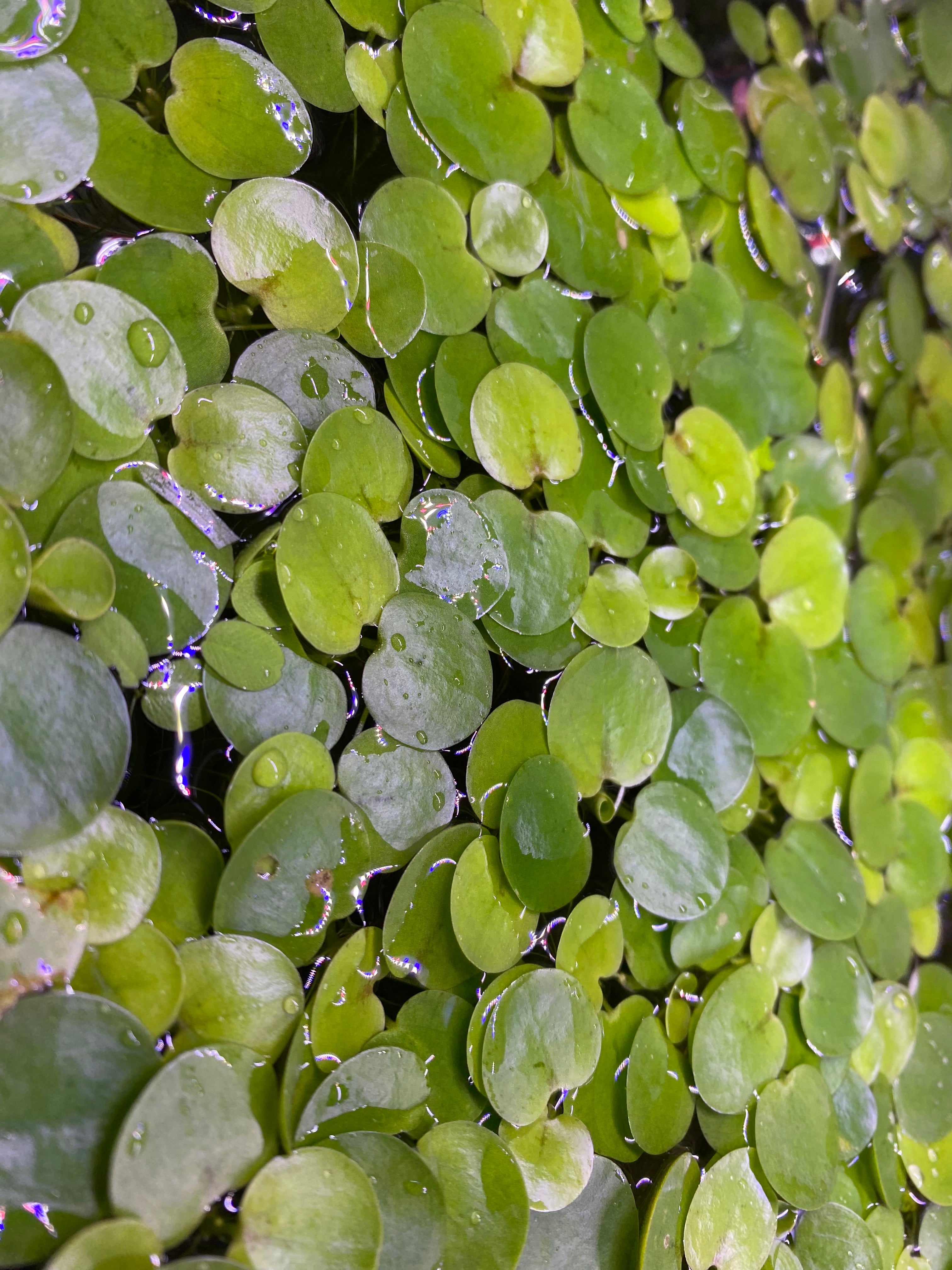 Frogbit Floaters – Aqua Planteria