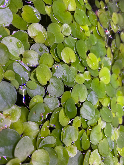 Frogbit Floaters