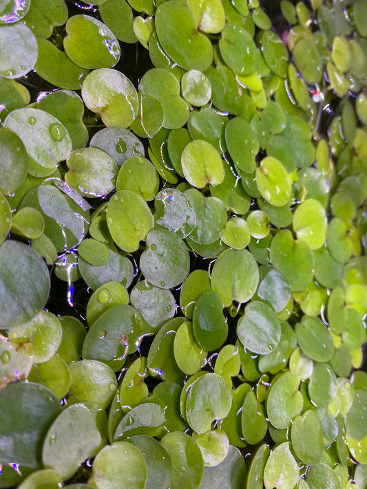 Frogbit floaters