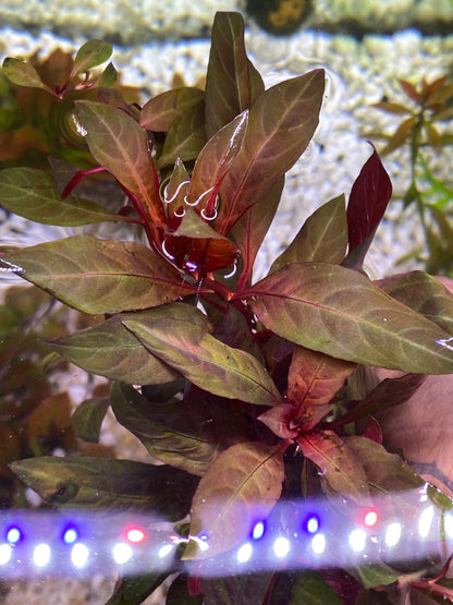 Ludwigia Peruensis