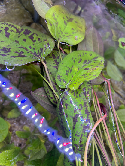 Echinodorus “Stardust”