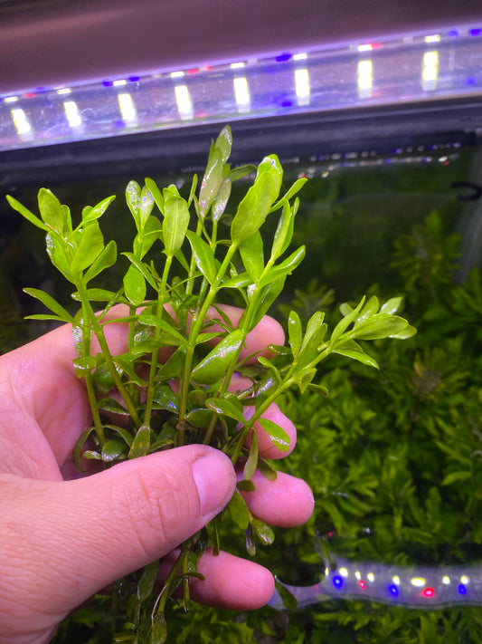 Bacopa Monnieri / Moneywort