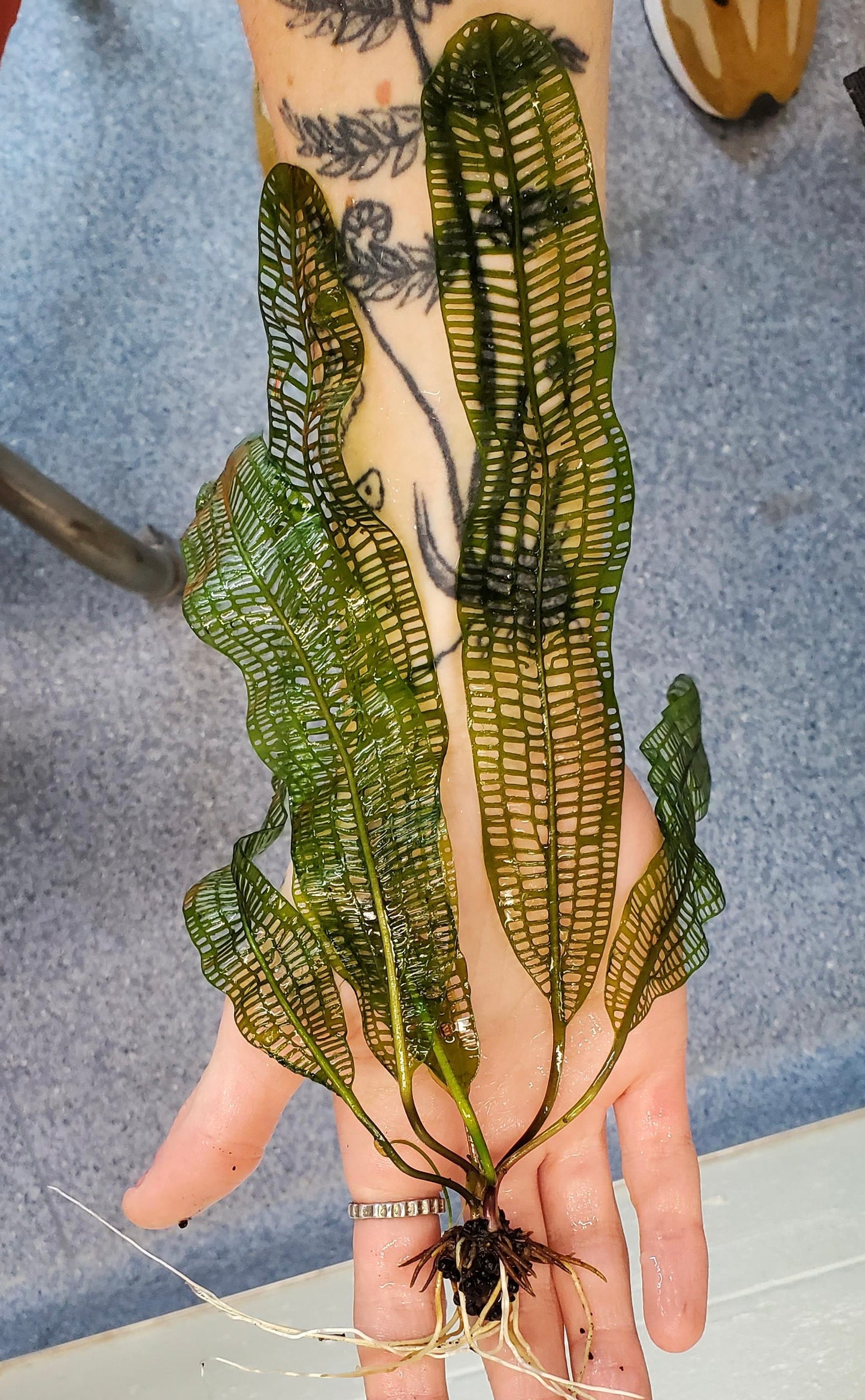 Madagascar Lace leaf(aponogeton madagascariensis)