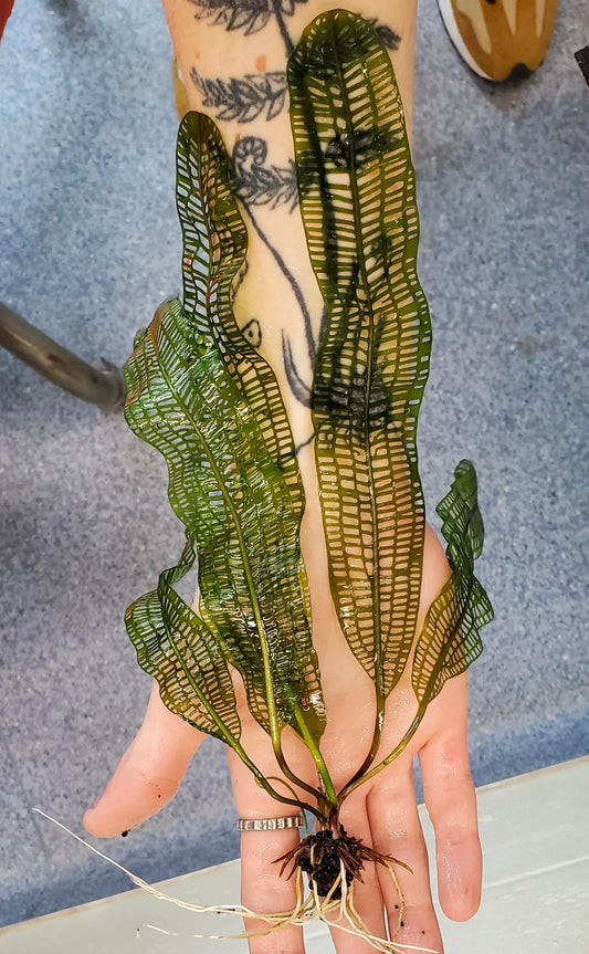 Madagascar Lace leaf(aponogeton madagascariensis)