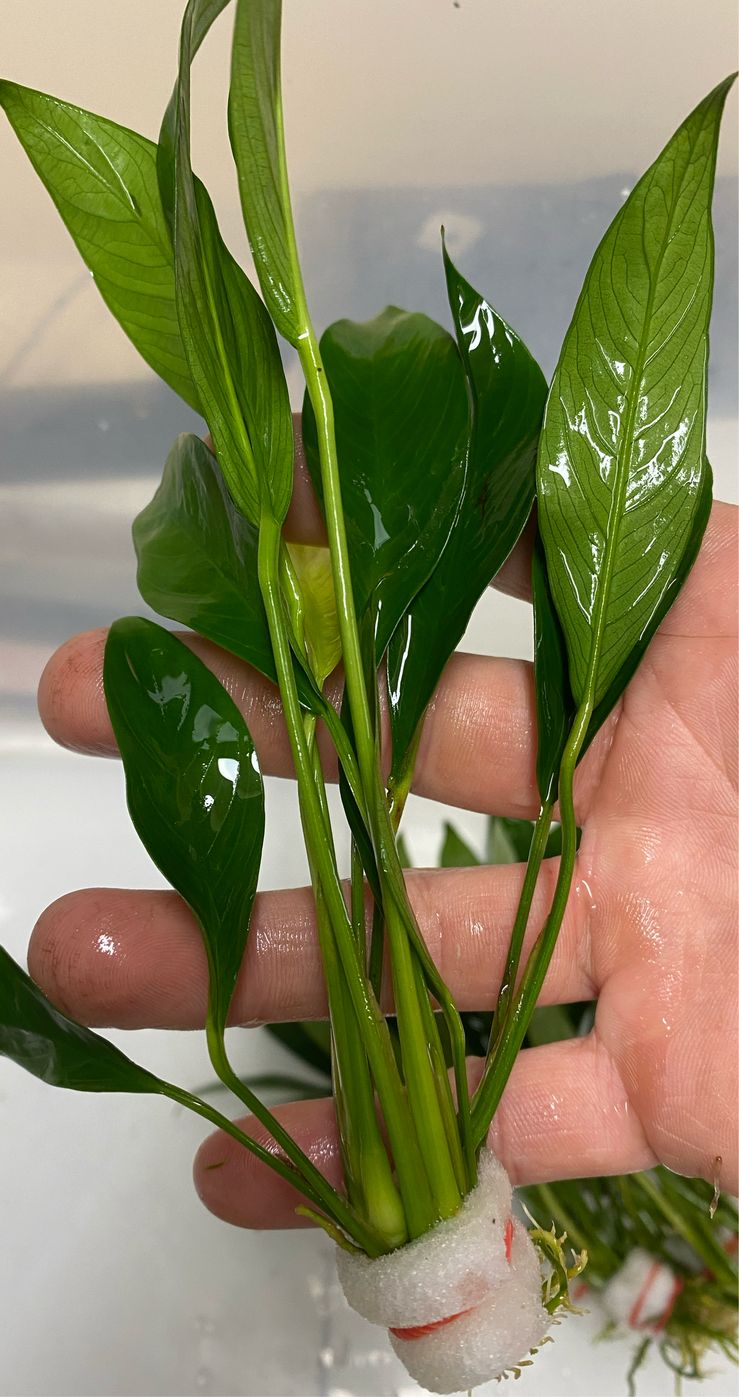 Anubias Congensis