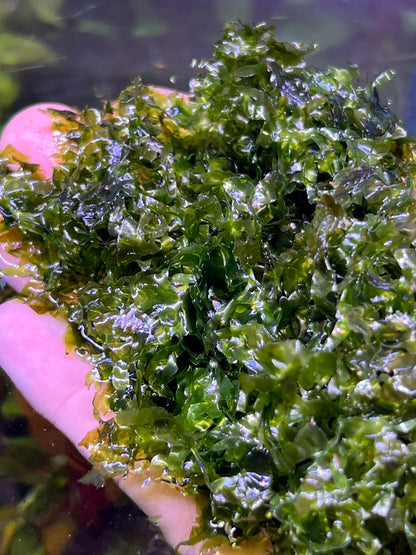Pellia moss( Monosolenium tenerum)