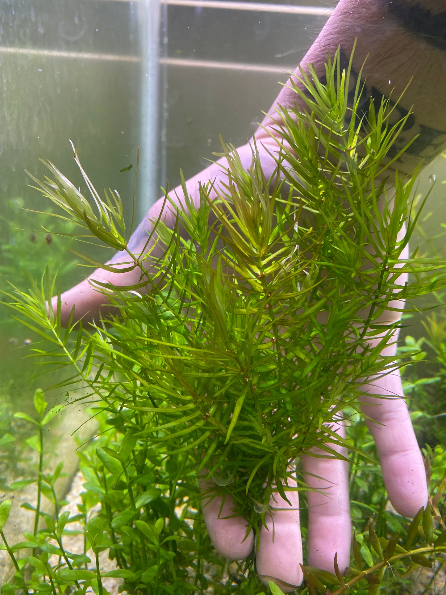 Shrimp Tank Plant Pack