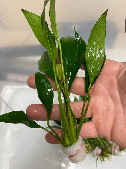 Anubias Minima