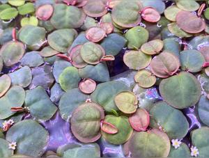 Red Root Floaters