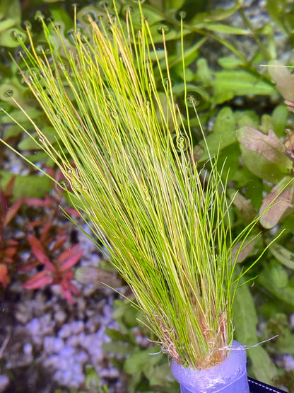 Dwarf Hair Grass