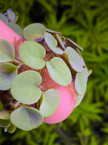 Salvinia Cucullata