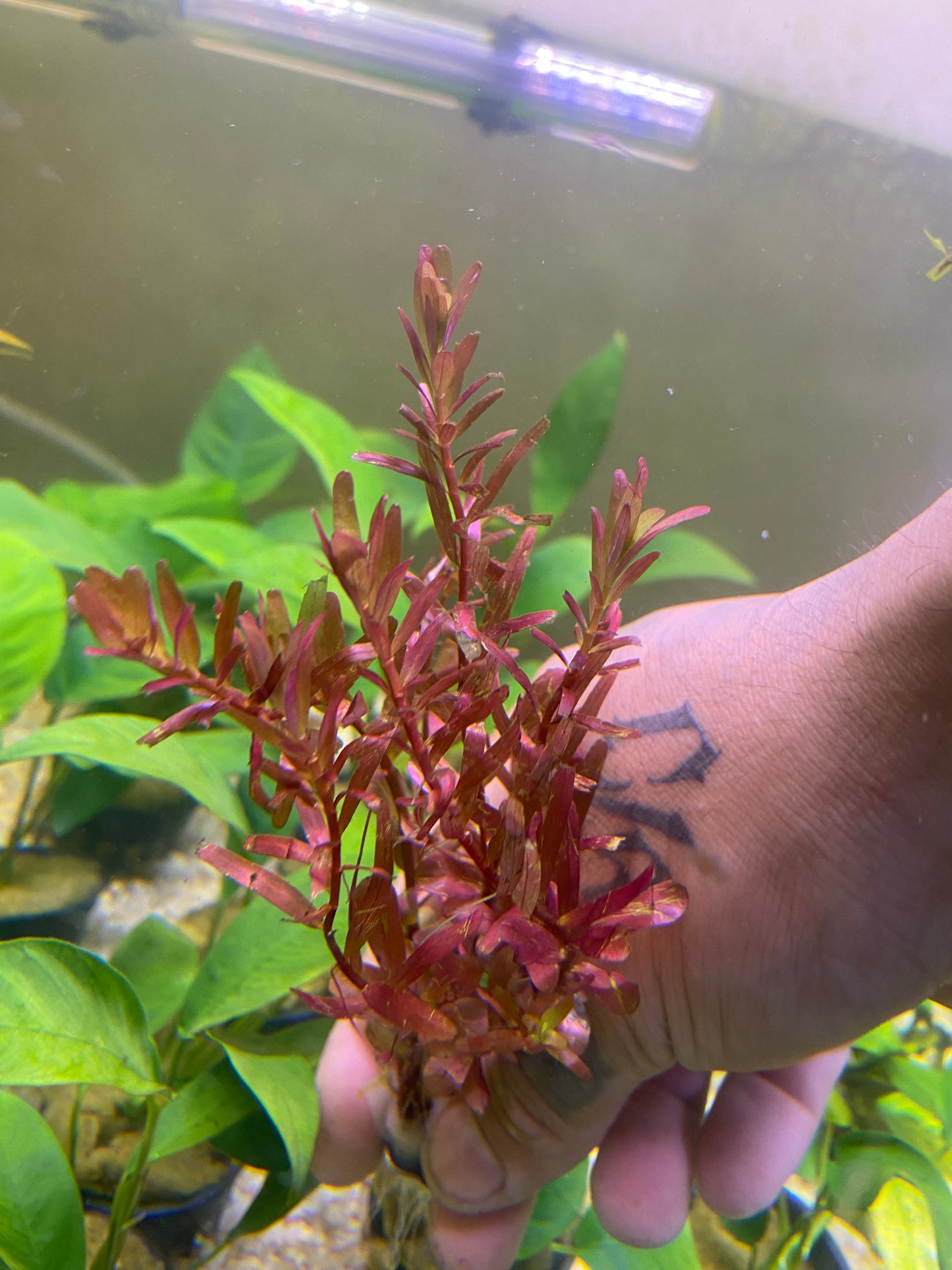 Rotala Magenta