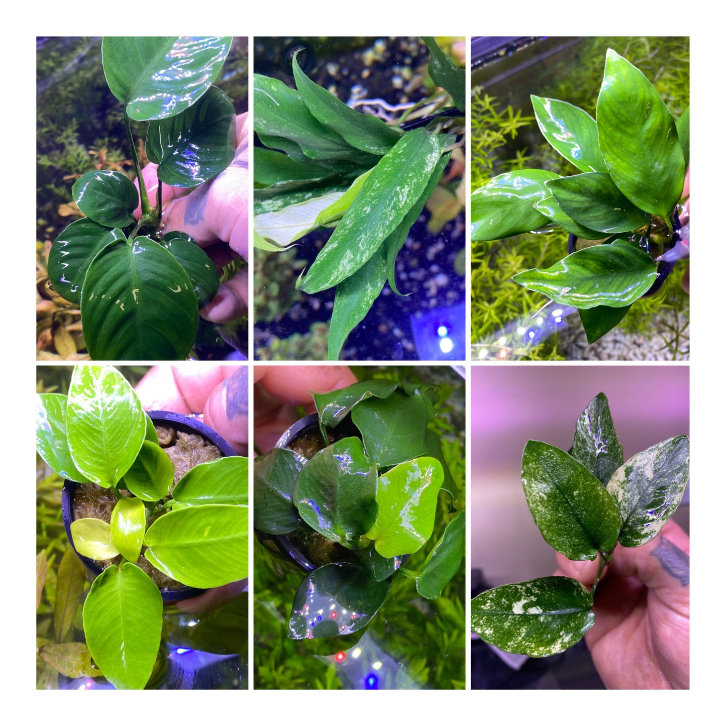 Assorted Anubias Pack