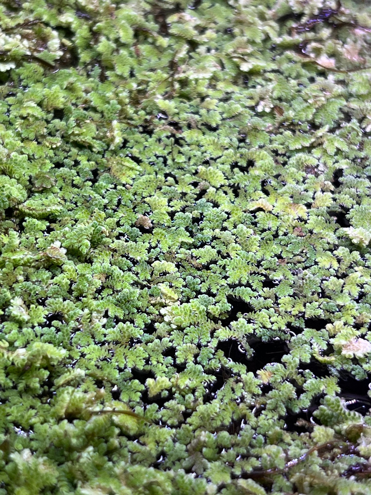 Azolla floating plants (fairy moss)