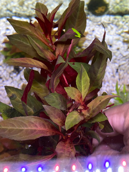 Ludwigia Peruensis