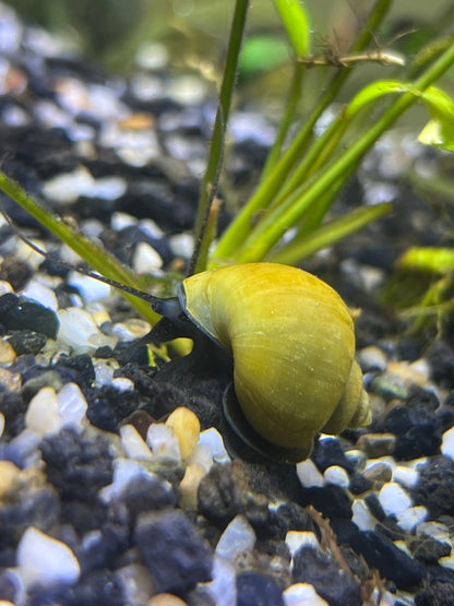 Assorted Mystery Snails!