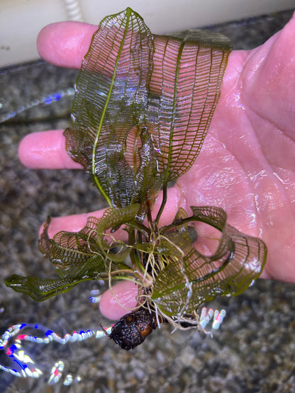 Madagascar Lace leaf(aponogeton madagascariensis)