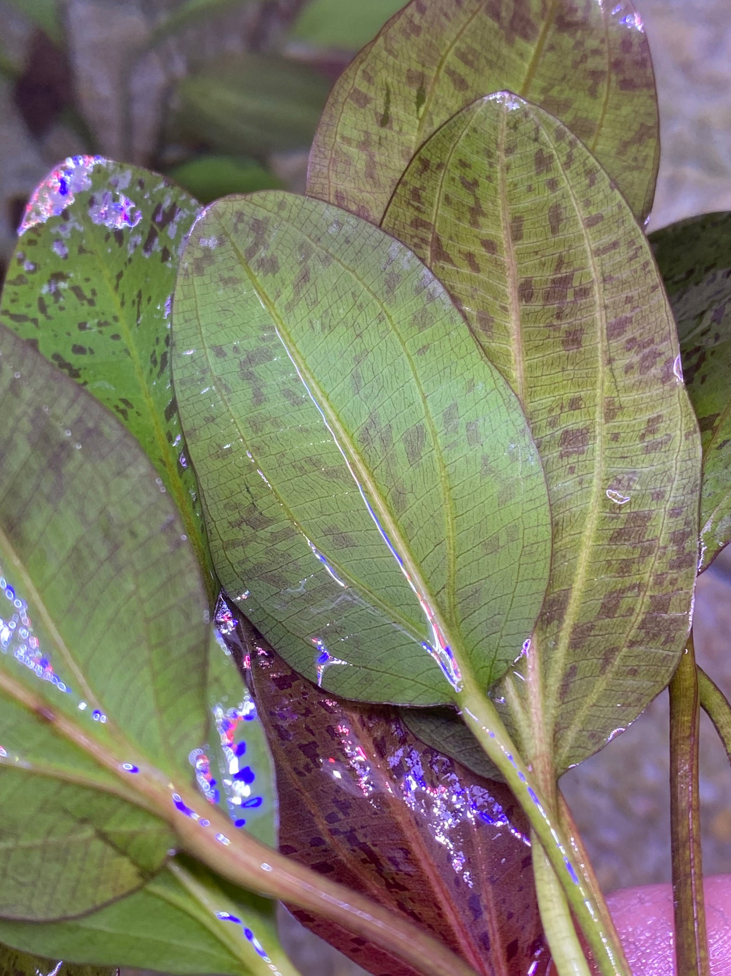 Red Ozelot Sword (Echinodorus Ozelot Var. Red)