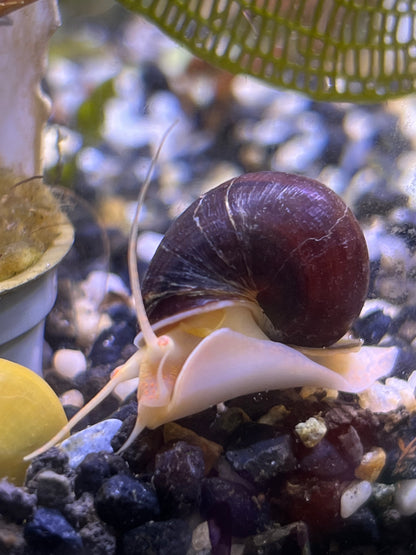 Assorted Mystery Snails!