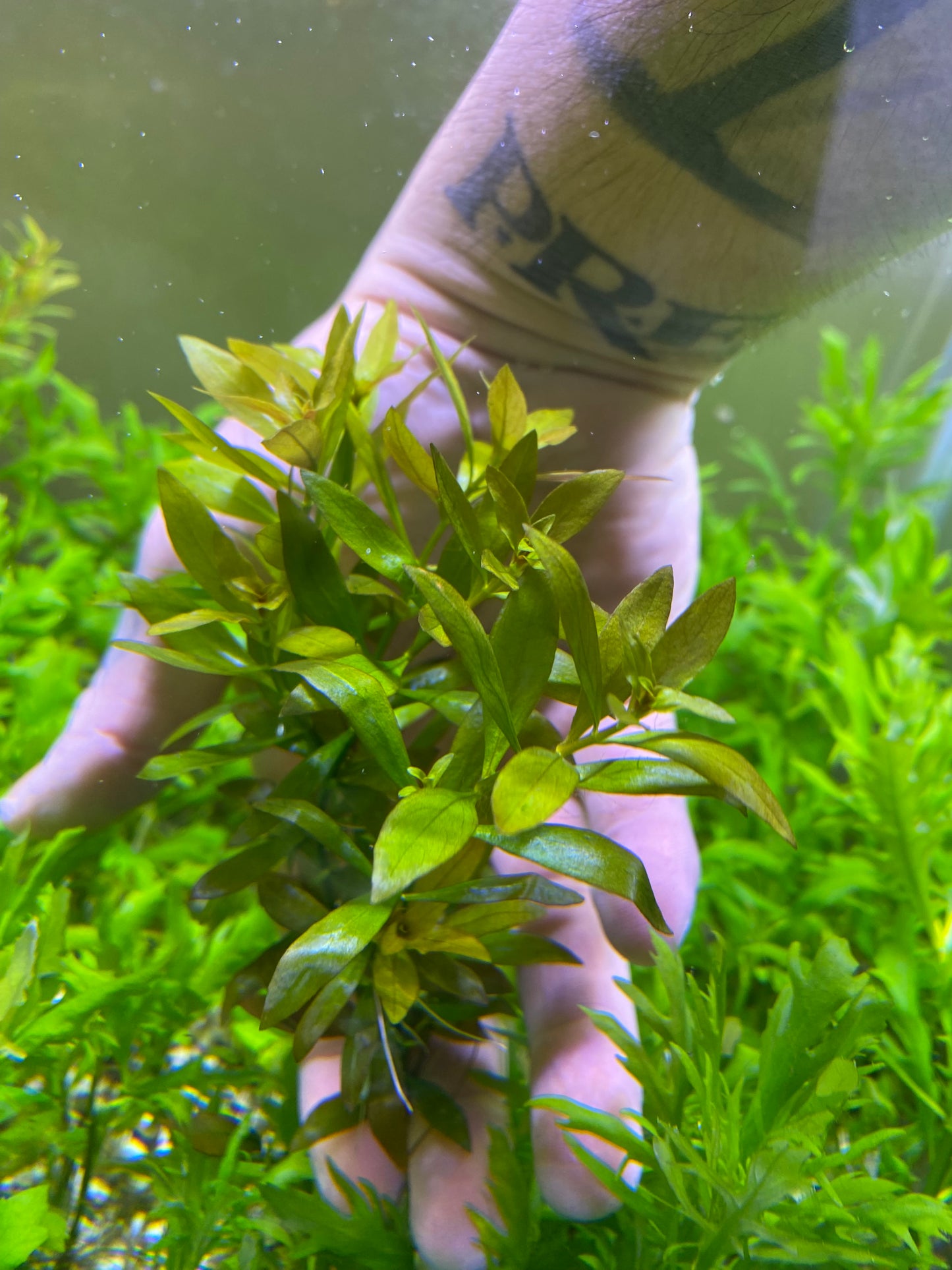 Ludwigia Repens narrow leaf