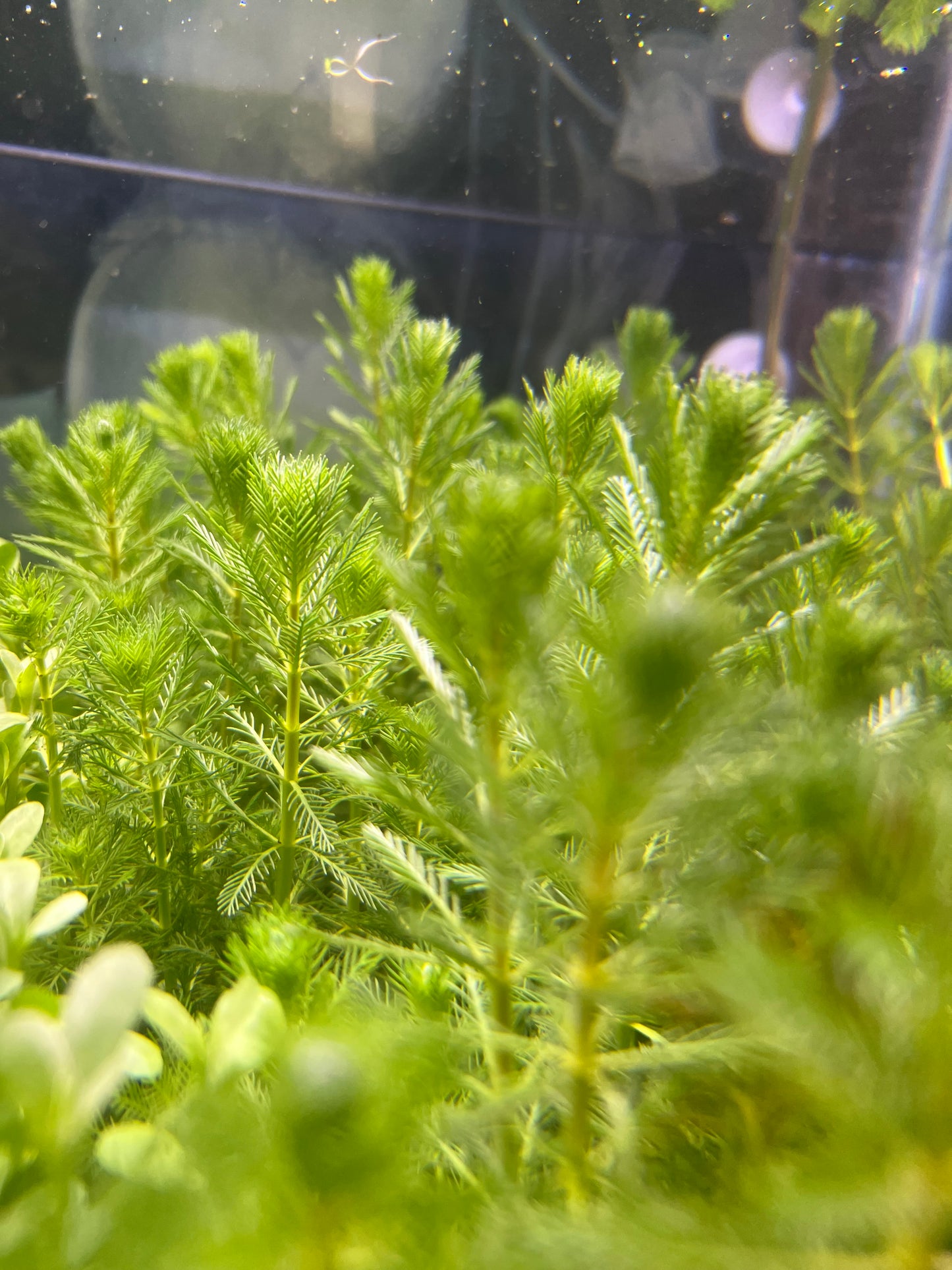 Parrot feather (Myriophyllum Aquaticum)