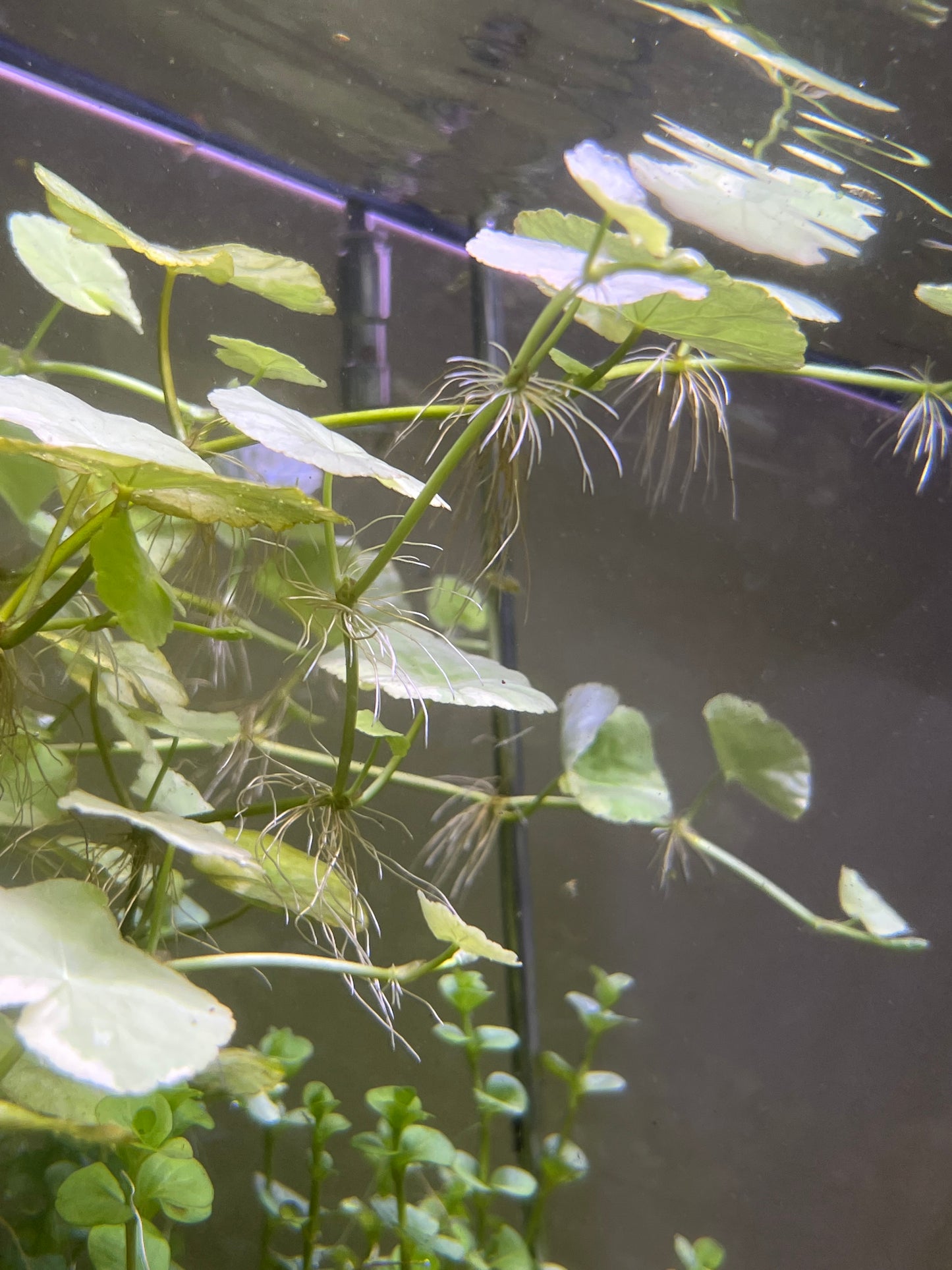 “Variegated” Pennywort