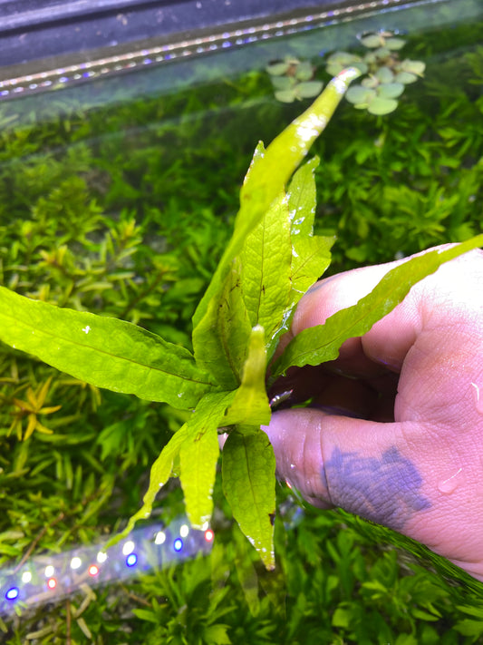 Java Fern