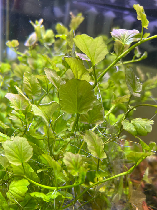 Cardamine Lyrata