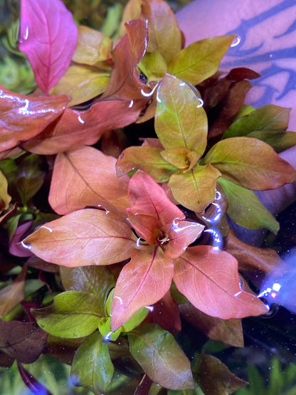 Ludwigia Peruensis Var. Diamond