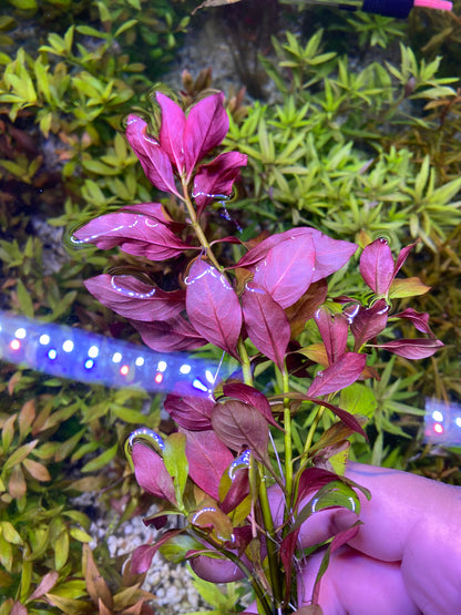 Ludwigia Peruensis Var. Diamond