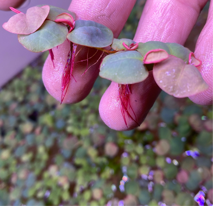 Red Root Floaters