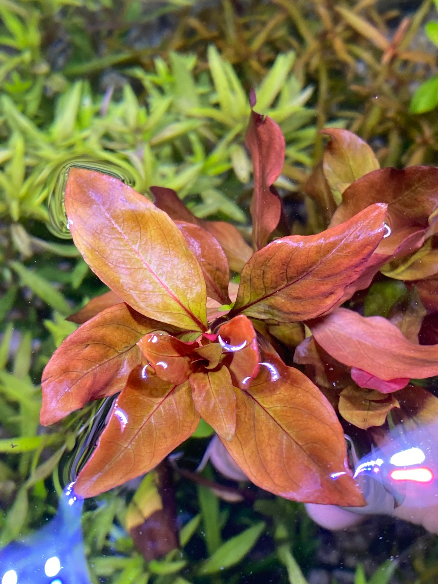 Ludwigia Peruensis Var. Diamond