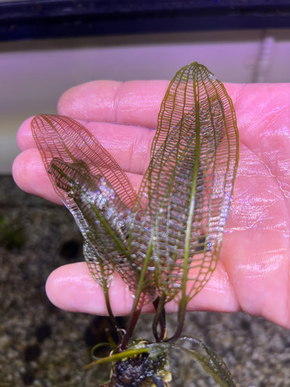 Madagascar Lace leaf(aponogeton madagascariensis)