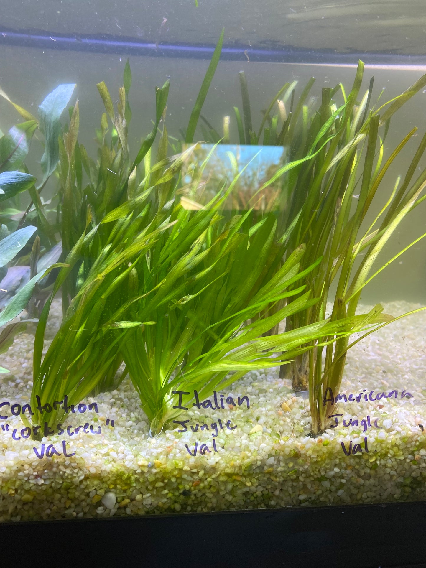 Italian Vallisneria (Vallisneria Spiralis)