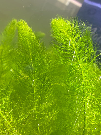 Green myrio(Myriophyllum Pinnatum)