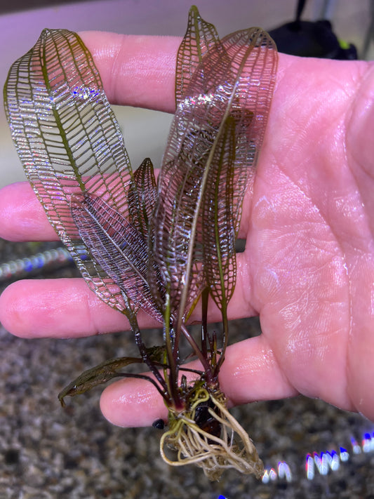 Madagascar Lace leaf(aponogeton madagascariensis)