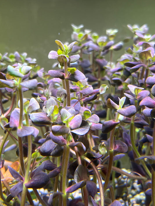 Bacopa Purple “Salzmannii