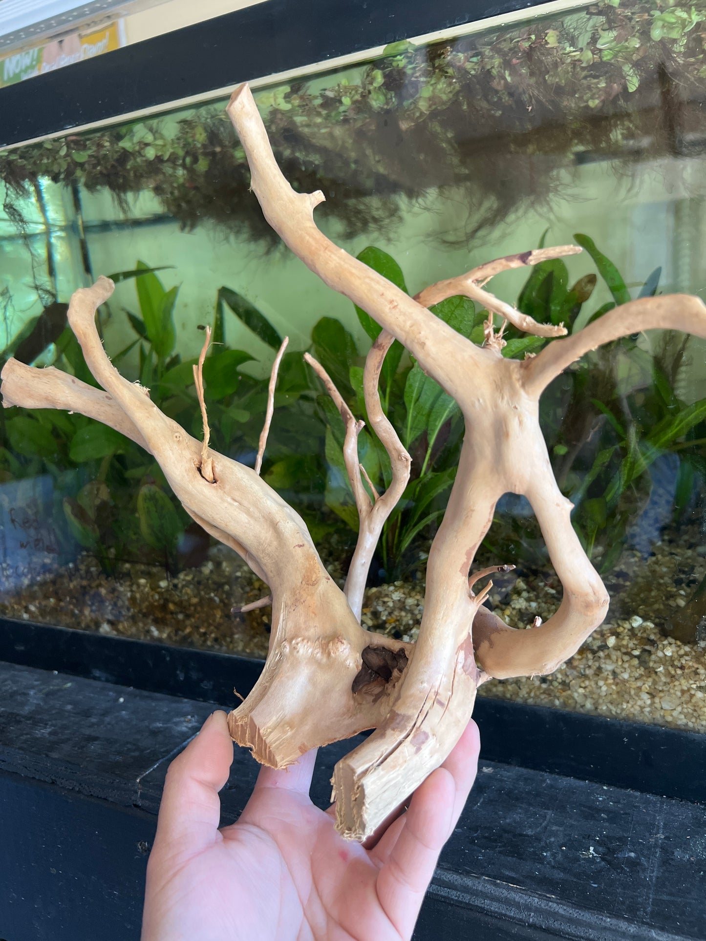 Spider wood