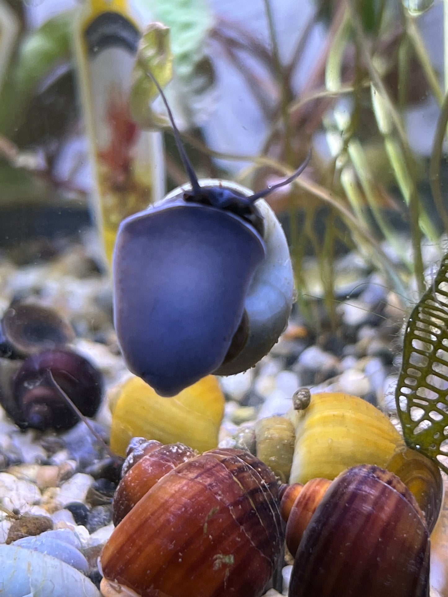Assorted Mystery Snails!