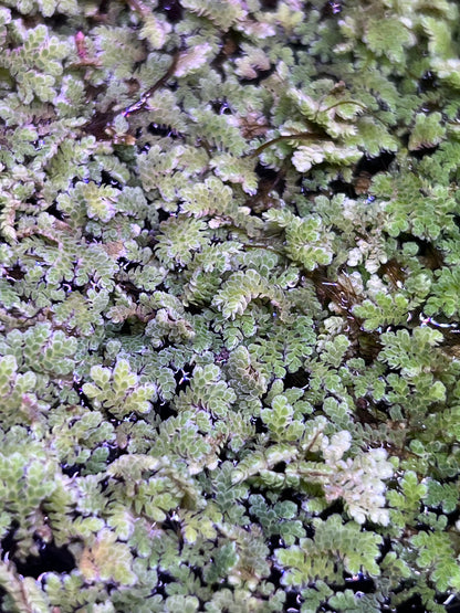 Azolla floating plants (fairy moss)
